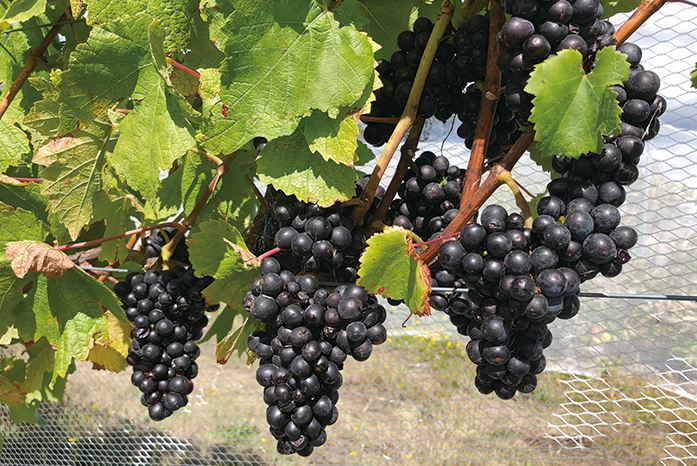 1616646282499005367.png 1616646282499005367.png