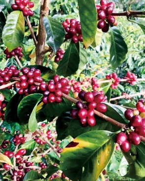 1617846240724074438.png image.png