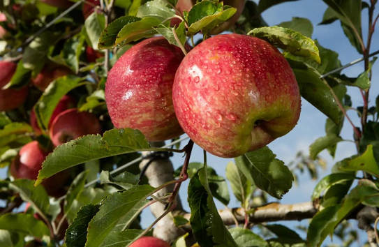 1636005521267055944.png 1636005521267055944.png